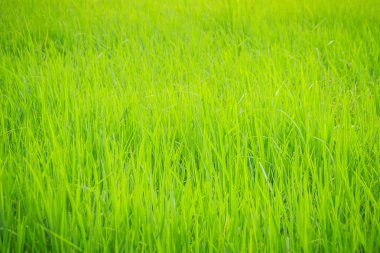 Yaprakları yeşil pirinç ağaç arka planda tarım mevsiminde organik pirinç tarlaları.