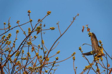 Yalnız yeşil güvercin (Treron vernans) pembe boyunlu kuş yapraksız ve tam Bodhi ağacı dalı meyveli tıraşlama. Seçici odak