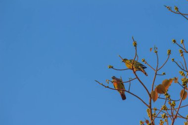 Grup Pink beyinli yeşil güvercin (Treron vernans) kuşların tıraşlama yapraksız ve tam meyveli Bodhi ağacı dalı. Seçici odak