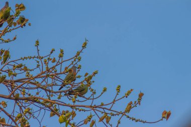 Grup Pink beyinli yeşil güvercin (Treron vernans) kuşların tıraşlama yapraksız ve tam meyveli Bodhi ağacı dalı. Seçici odak