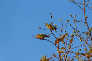 Grup Pink beyinli yeşil güvercin (Treron vernans) kuşların tıraşlama yapraksız ve tam meyveli Bodhi ağacı dalı. Seçici odak