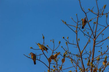 Grup Pink beyinli yeşil güvercin (Treron vernans) kuşların tıraşlama yapraksız ve tam meyveli Bodhi ağacı dalı. Seçici odak