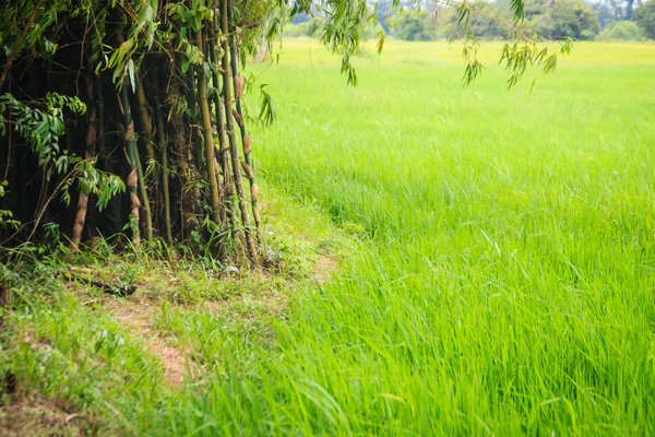 Karışık Pirinç Tarlaları Bambu Ağaç Dikim Tarafından Tarım Tarım Sistemi — Stok fotoğraf