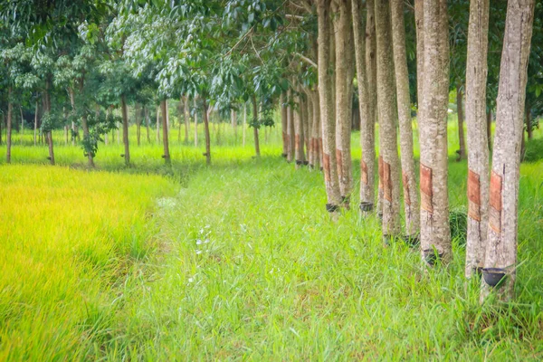 Agricultura Mista Através Plantação Seringueiras Campos Arroz Sistema Agrícola Que — Fotografia de Stock