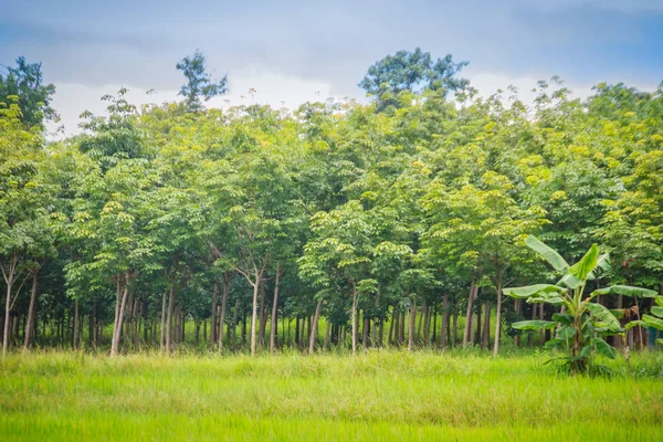 Rizs Mezők Gumi Fák Ültetése Vegyes Gazdálkodás Mezőgazdasági Rendszer Amelyben — Stock Fotó