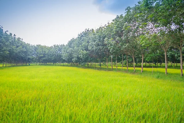 การท าฟาร มแบบผสมโดยการปล นยางในนาข าวเป นระบบการเกษตรท เกษตรกรด าเน นการปฏ ทางการเกษตรท — ภาพถ่ายสต็อก