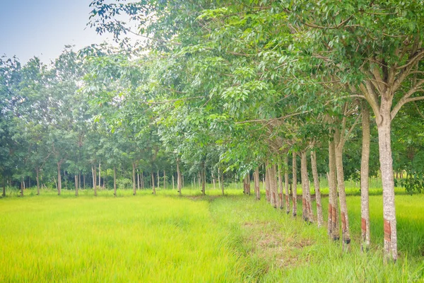 Mixed Farming Planting Rubber Trees Rice Fields Agricultural System Which — Stock Photo, Image