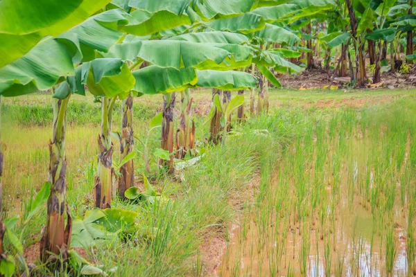 Смешанное Земледелие Путем Посадки Банановых Деревьев Рисовых Полях Является Сельскохозяйственной — стоковое фото