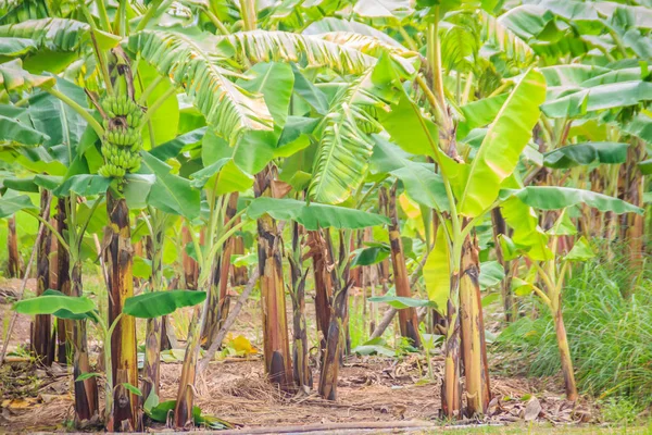 Organic green forest of banana trees with bunch of young green banana fruits for agriculture background. Good Manufacturing Practice (GMP) and Hazard Analysis and Critical Control Point (HACC) concept