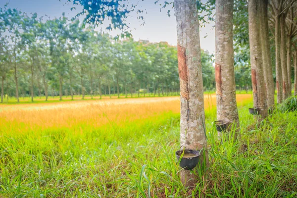 Смешанное Земледелие Путем Посадки Каучуковых Деревьев Рисовых Полях Является Сельскохозяйственной — стоковое фото