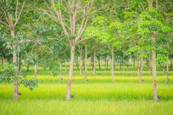 Смешанное Земледелие Путем Посадки Каучуковых Деревьев Рисовых Полях Является Сельскохозяйственной — стоковое фото