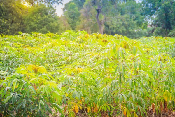 Zöld Manióka Megművelt Területen Manióka Manihot Esculenta Más Néven Yuca — Stock Fotó