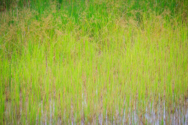 Yaprakları yeşil pirinç ağaç arka planda tarım mevsiminde organik pirinç tarlaları.