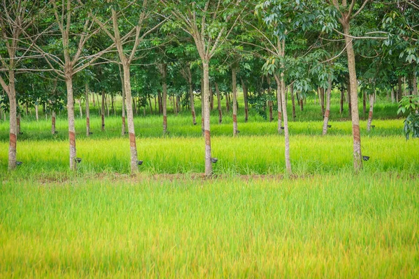 Karışık Pirinç Tarlaları Kauçuk Ağaç Dikim Tarafından Tarım Tarım Sistemi — Stok fotoğraf