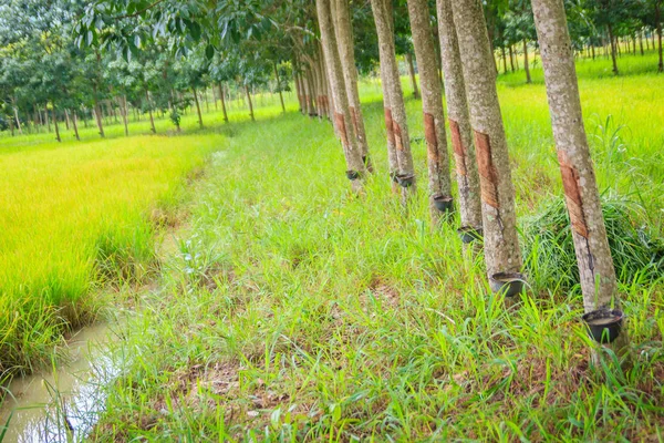 Mixed Farming Planting Rubber Trees Rice Fields Agricultural System Which — Stock Photo, Image