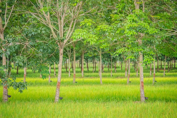 Mixed Farming Planting Rubber Trees Rice Fields Agricultural System Which — Stock Photo, Image