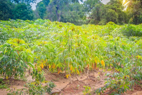 農耕地に緑のキャッサバのツリー キャッサバ Esculenta Mandioa キャッサバ タピオカとも呼ばれるブラジルの葛 木質低木南アメリカ原産 — ストック写真