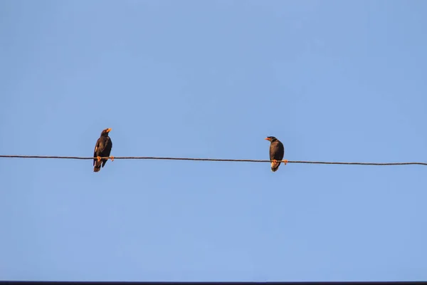 Couple Javan Myna Acridotheres Javanicus Birds Perching Electric Cable Blue — Stock Photo, Image