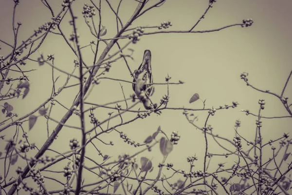 Самотня Птах Рожевий Шиєю Pigeon Зелені Treron Vernans Сідати Голих — стокове фото