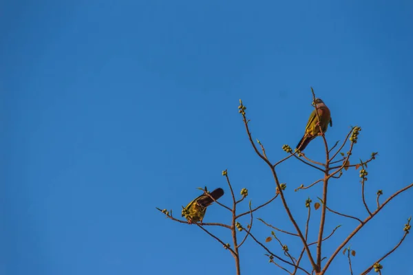 Couple Oiseaux Pigeon Vert Treron Vernans Cou Rose Perche Sur — Photo