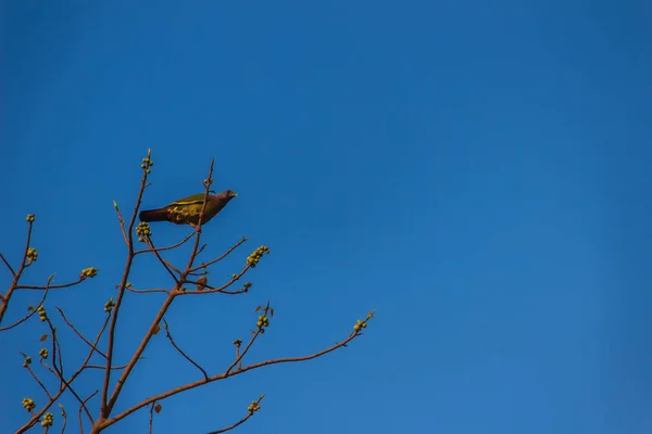 Eenzame Roze Rondbodemkolf Green Pigeon Treron Vernans Vogel Zitstokken Bladloos — Stockfoto