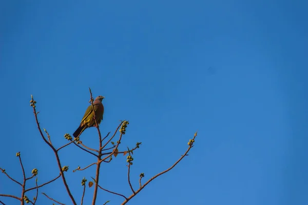 Eenzame Roze Rondbodemkolf Green Pigeon Treron Vernans Vogel Zitstokken Bladloos — Stockfoto