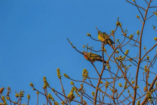 Couple Oiseaux Pigeon Vert Treron Vernans Cou Rose Perche Sur — Photo