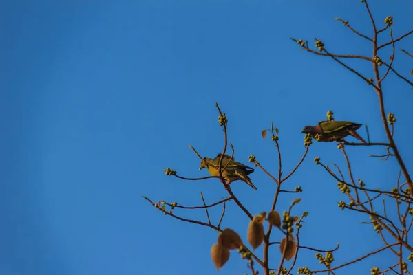 Groep Roze Rondbodemkolf Green Pigeon Treron Vernans Vogels Zijn Zitstokken — Stockfoto