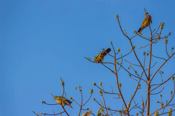 Des Groupes Oiseaux Pigeon Vert Collier Rose Treron Vernans Perchent — Photo