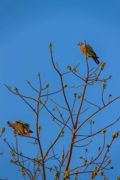 Ein Paar Rosafarbene Tauben Treron Vernans Hocken Auf Blattlosen Fruchtigen — Stockfoto