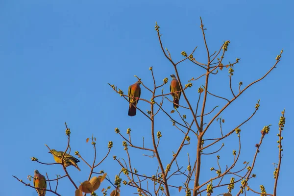 Grupo Pájaros Paloma Verde Cuello Rosado Treron Vernans Posan Sobre —  Fotos de Stock