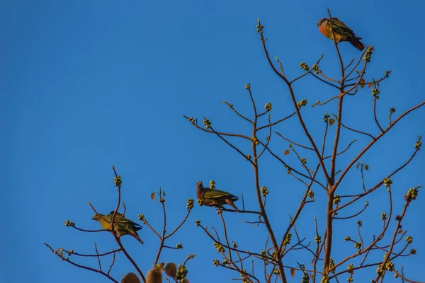 Des Groupes Oiseaux Pigeon Vert Collier Rose Treron Vernans Perchent — Photo