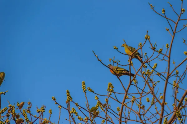 Coppia Piccione Verde Dal Collo Rosa Treron Vernans Uccello Appollaiato — Foto Stock