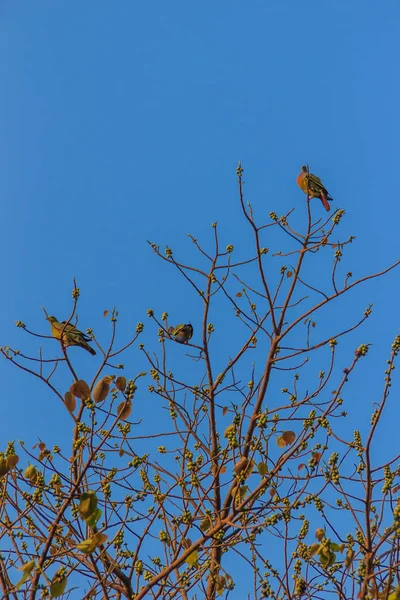 Grupo Pájaros Paloma Verde Cuello Rosado Treron Vernans Posan Sobre —  Fotos de Stock