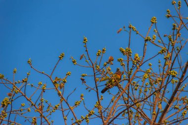 Yalnız yeşil güvercin (Treron vernans) pembe boyunlu kuş yapraksız ve tam Bodhi ağacı dalı meyveli tıraşlama. Seçici odak