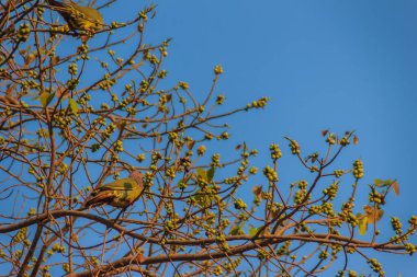 Grup Pink beyinli yeşil güvercin (Treron vernans) kuşların tıraşlama yapraksız ve tam meyveli Bodhi ağacı dalı. Seçici odak