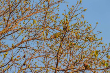 Grup Pink beyinli yeşil güvercin (Treron vernans) kuşların tıraşlama yapraksız ve tam meyveli Bodhi ağacı dalı. Seçici odak
