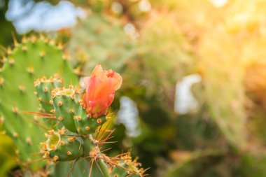 Güzel Opuntia cochenillifera tomurcuklanma çiçekler ağaç üzerinde. Opuntia cochenillifera familyasından bir kaktüs Alt familya Opuntioideae.