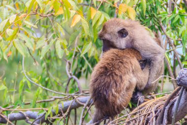 Treetop sıcak kucaklama maymunlar. Maymun aile birbirlerine sarılıyor.