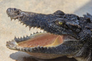 Kızgın bir timsah açık jaws ve saldırmaya hazır olduğunu. Genç bir Timsah Çiftliği'nde dinlenme sırasında açık ağız var. Ticari timsah iş tarım çok karlı, ama 3-4 yıldır gerektirir.