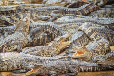 Birçok timsahlar grup beton gölette tadını çıkarma. Tarım Hayvancılık ve crocodilians timsah ve Timsah eti, deri ve diğer ürünler üretmek için yetiştirme için timsah. 