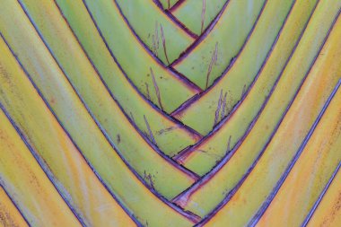 Kendine özgü yelpaze şeklinde traveller's palm veya Ravenala madagascariensis, Madagaskar traveller's ağaç veya traveller's palm, olarak bilinen bırakır.