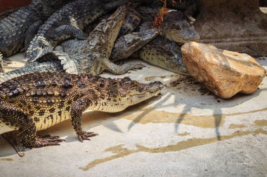 Timsah çiftliğinde havuzda tadını çıkarma için kaynıyor. Tarım Hayvancılık ve crocodilians timsah ve Timsah eti, deri ve diğer ürünler üretmek için yetiştirme için timsah.