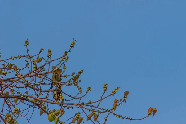 Groep Roze Rondbodemkolf Green Pigeon Treron Vernans Vogels Zijn Zitstokken — Stockfoto