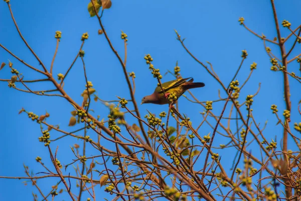 Des Groupes Oiseaux Pigeon Vert Collier Rose Treron Vernans Perchent — Photo