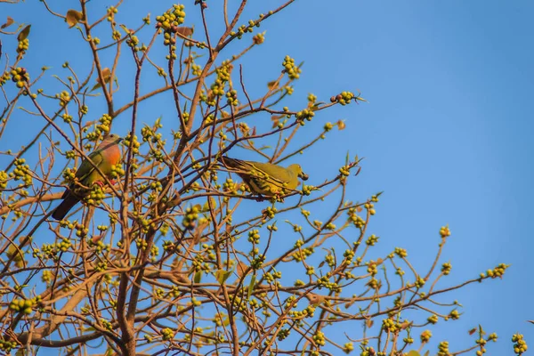 Paar Van Roze Rondbodemkolf Green Pigeon Treron Vernans Vogels Zitstokken — Stockfoto