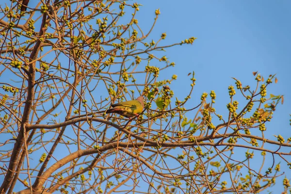 Paar Van Roze Rondbodemkolf Green Pigeon Treron Vernans Vogels Zitstokken — Stockfoto