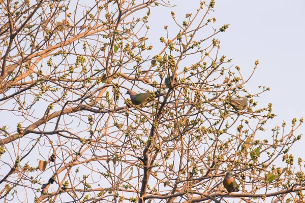 一群粉红领结的绿鸽 特龙白天鹅 的鸟栖息在无叶和充分的菩提树枝状的果实上 选择性对焦 — 图库照片