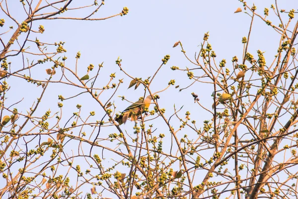 Yalnız yeşil güvercin (Treron vernans) pembe boyunlu kuş yapraksız ve tam Bodhi ağacı dalı meyveli tıraşlama. Seçici odak