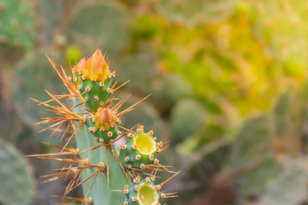 Beautiful Opuntia cochenillifera budding flowers on tree. Opuntia cochenillifera is a species of cactus in the subfamily Opuntioideae.